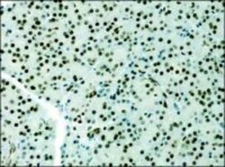 Histone H3 Antibody - BSA Free, Novus Biologicals 0.025mL:Antibodies, Polyclonal